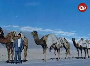 عکس| سفر به عصر قاجار؛ ساربان جوان ایرانی در کنار یک کاروان شتر با بار تنباکو