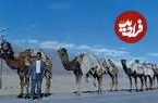 عکس| سفر به عصر قاجار؛ ساربان جوان ایرانی در کنار یک کاروان شتر با بار تنباکو