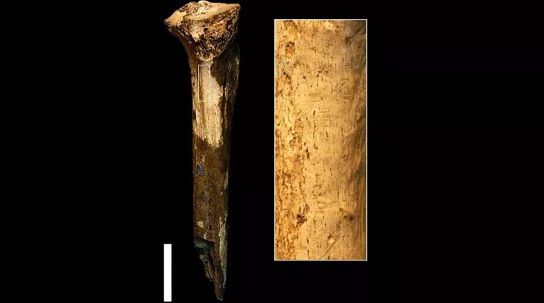اجداد انسان‌ها ۱.۵ میلیون سال پیش همدیگر را قصابی می‌کردند و می‌خوردند