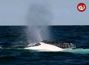 اتفاق عجیب برخورد یک قایق با نهنگ قربانی گرفت