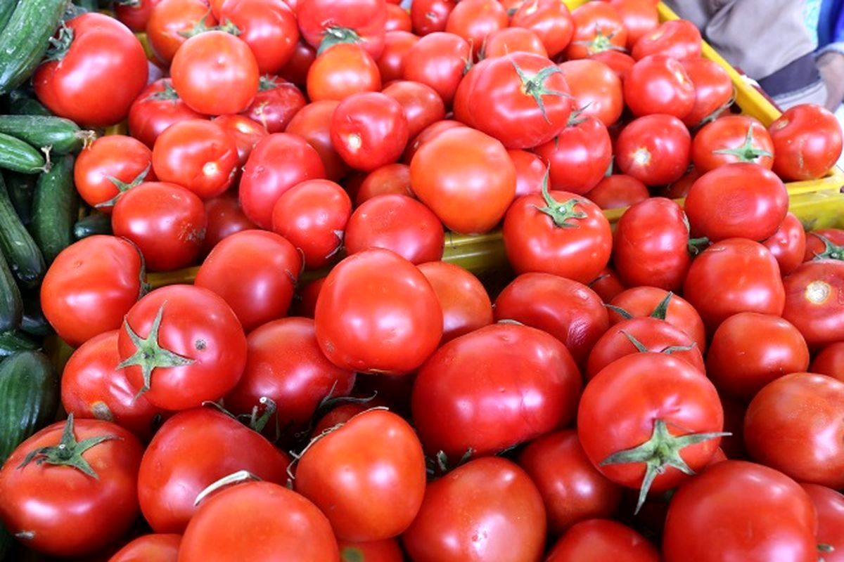 علت جمع آوری گوجه فرنگی از سطح بازار چه بود؟