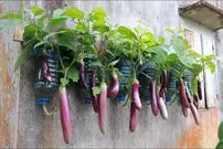 (ویدئو) چگونه در بطری پلاسیکی و روی دیوار بادمجان پرورش دهیم و برداشت کنیم؟
