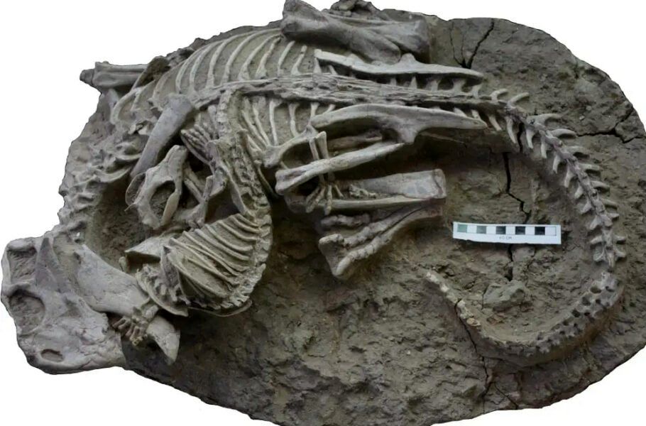 (عکس) کشف فسیل نایابی که مبارزه یک پستاندار و دایناسور را نشان می‌دهد