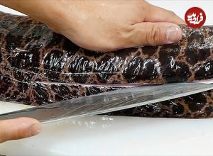 ببینید| غذای خیابانی در ژاپن؛ برش مارماهی مورای بزرگ و تهیه ساشیمی و غذاهای متنوع با آن در اوکیناوا