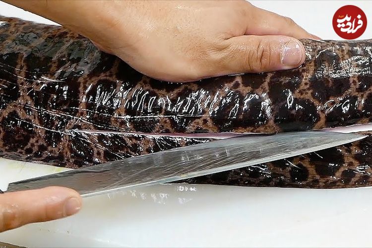 ببینید| غذای خیابانی در ژاپن؛ برش مارماهی مورای بزرگ و تهیه ساشیمی و غذاهای متنوع با آن در اوکیناوا
