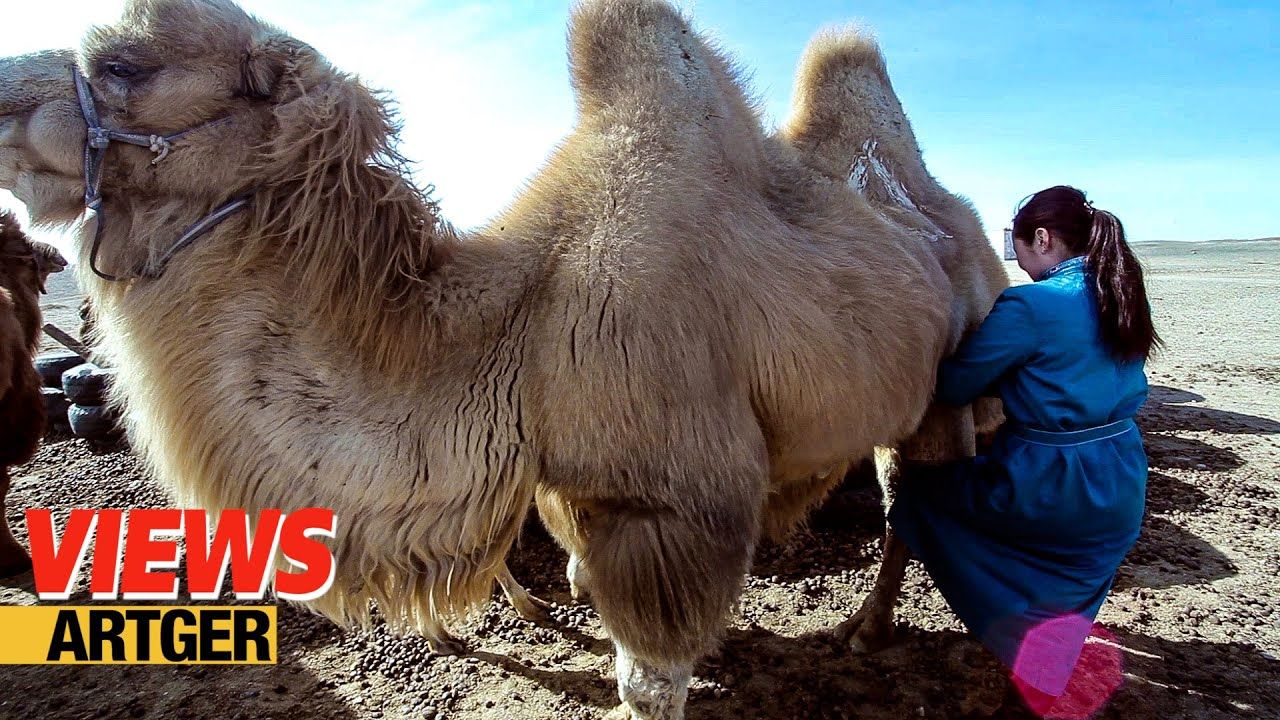 (ویدئو) فرآیند دیدنی دوشیدن شیر شتر توسط بانوی عشایر مغولستانی در بیابان گوبی