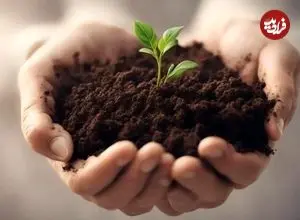 «کمپوست» چیست و چه مزایایی برای گیاهان دارد؟