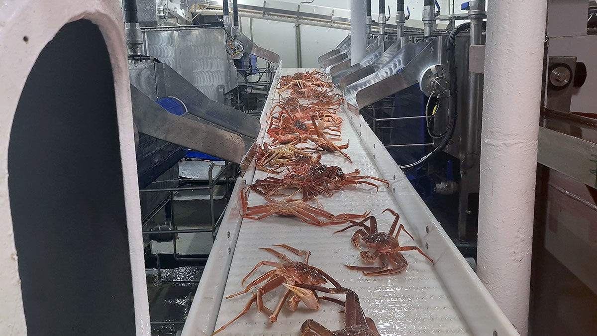 (ویدئو) فرآیند فرآوری و بسته بندی «خرچنگ برفی» در کارخانه