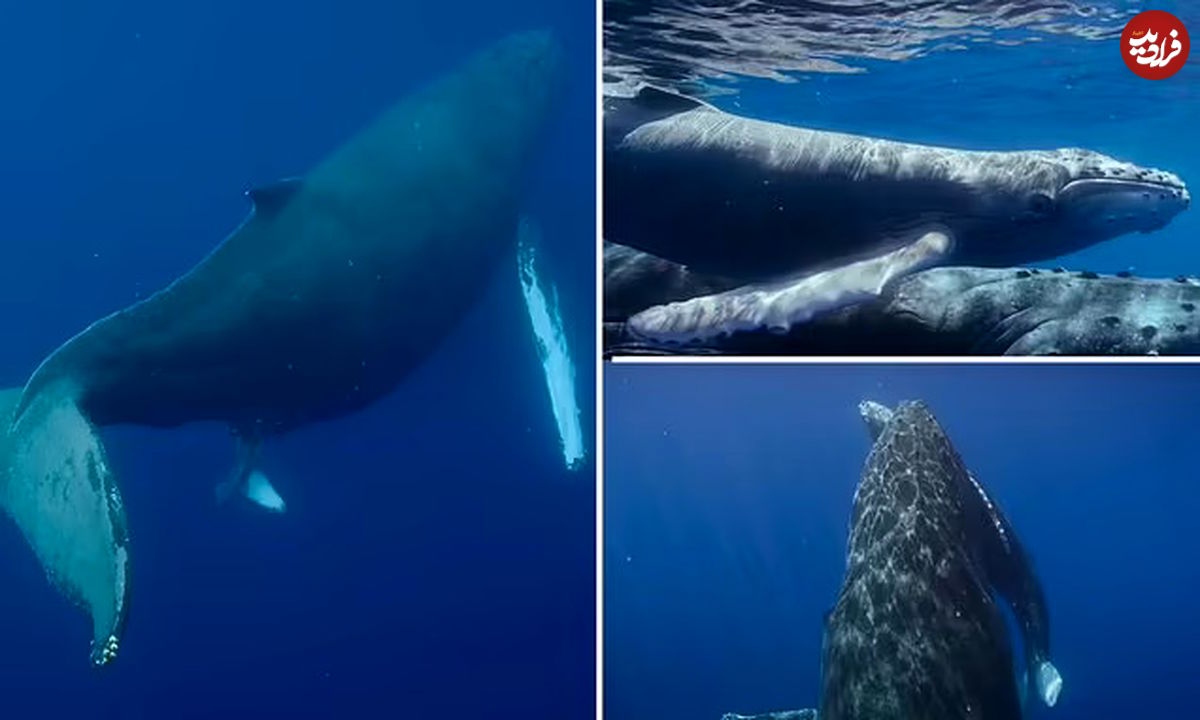 (ویدیو) فیلمی خیره کننده از لحظه نادر تولد نهنگ گوژپشت برای اولین بار