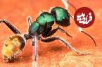 ببینید| 10 گونه از زیباترین مورچه های جهان که احتمالا تاکنون ندیده اید!