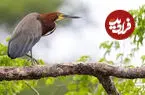 ببینید| صحنه‌ای نادر از شکار حواصیل