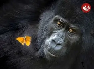 تصاویر| شکار لحظه‌ها در بزرگ‌ترین رقابت عکاسی طبیعت