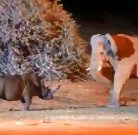 (ویدئو) نبرد مرگبار میان فیل و کرگدن؛ جنگی که کمتر دیده شده است 