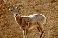 ببینید؛ ورود میش وحشی به معابر شهری لواسان