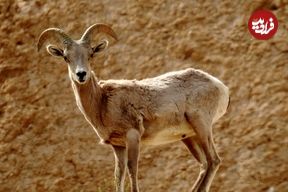 ببینید؛ ورود میش وحشی به معابر شهری لواسان