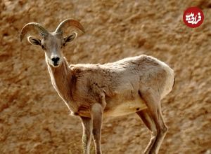ببینید؛ ورود میش وحشی به معابر شهری لواسان