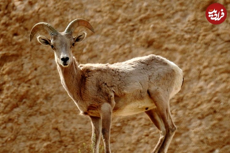 ببینید؛ ورود میش وحشی به معابر شهری لواسان