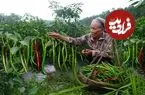 ببینید| غذای روستایی در چین؛ برداشت فلفل از مزرعه و تهیه خوراک و ترشی با آن