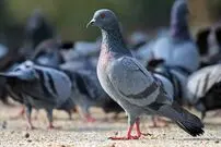 (ویدیو) خط و نشان کبوتر برای پرنده تیز چنگال!
