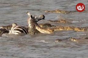 ببینید| حمله غافلگیرانه کروکودیل های گرسنه به گله گورخرها در رودخانه