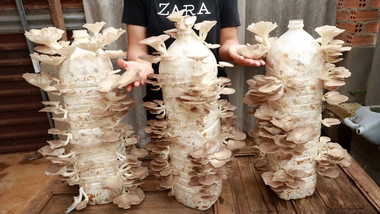 (ویدئو) چگونه با ذرت و بطری پلاستیکی قارچ پرورش دهیم و دو ماه برداشت کنیم؟