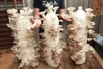 (ویدئو) چگونه با ذرت و بطری پلاستیکی قارچ پرورش دهیم و دو ماه برداشت کنیم؟