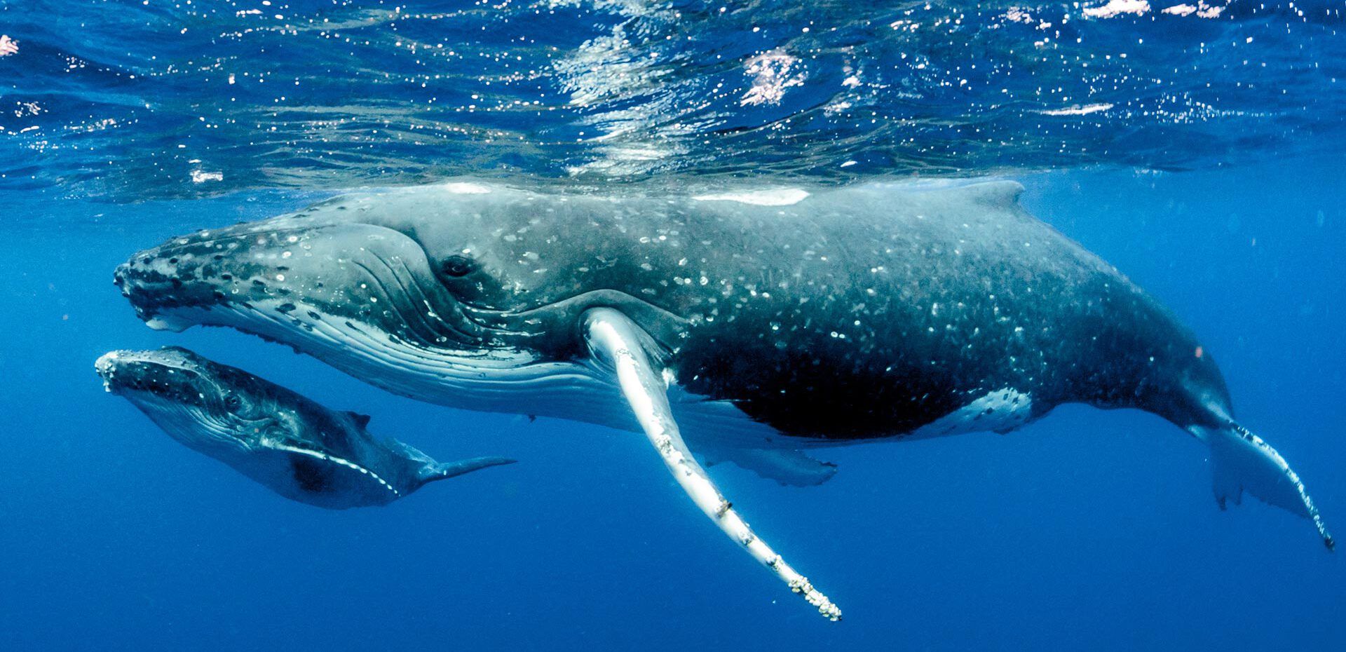نهنگ‌ها چطور از سرطان پیشگیری می‌کنند؟