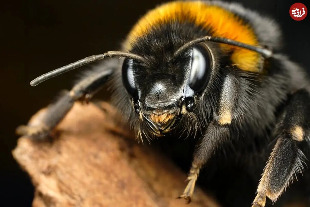 خوش‌بینی میان زنبورها مسری است!