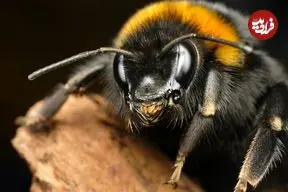 خوش‌بینی میان زنبورها مسری است!