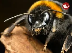 خوش‌بینی میان زنبورها مسری است!