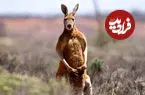 ببینید| حمله کانگورو به پاراگلایدر پس از فرود
