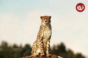 ببینید| این حیوانات یوز ایرانی را به مرز نابودی می‌کشانند!