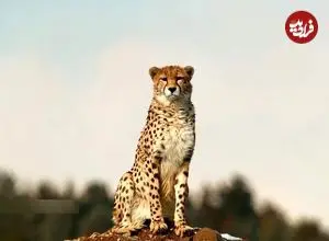 ببینید| این حیوانات یوز ایرانی را به مرز نابودی می‌کشانند!