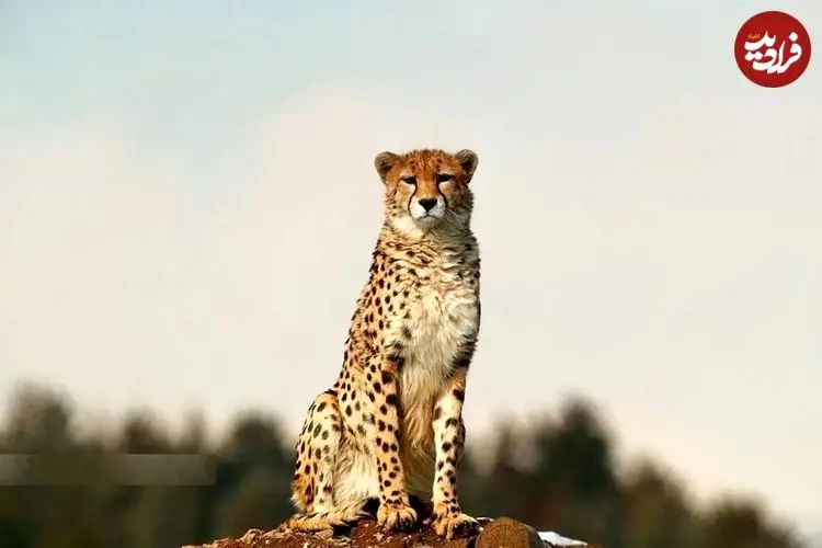 ببینید| این حیوانات یوز ایرانی را به مرز نابودی می‌کشانند!