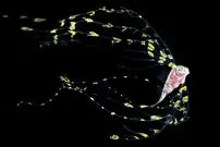 ببینید| 10 موجود دریایی زیبا و عجیب که کمتر کسی آن ها را دیده است