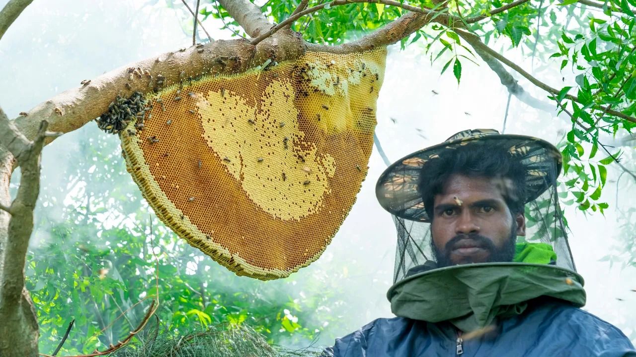 (ویدئو) برداشت یک قاب عسل وحشی غول پیکر درختی توسط 4 جوان هندی