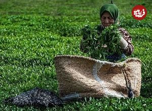 سفر به ایران قدیم؛ این مادربزرگ گیلانی از چایکاری در جنگ جهانی دوم می گوید