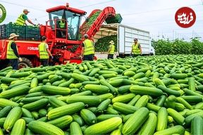 ببینید؛ چگونه کشاورزان هلندی هزاران تن خیار را برداشت می کنند؟