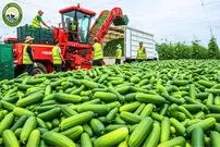 ببینید؛ چگونه کشاورزان هلندی هزاران تن خیار را برداشت می کنند؟