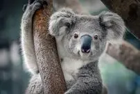 (ویدئو) بچه کوالای گم شده ای که فکر می کند این سگ مادرش است!