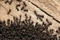 موفقیت شگفت‌انگیز «مورچه‌ها» در تصرف سیارۀ زمین