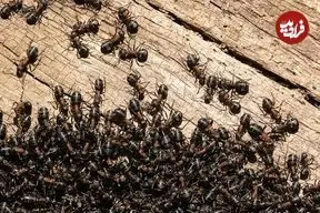 موفقیت شگفت‌انگیز «مورچه‌ها» در تصرف سیارۀ زمین