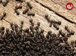 موفقیت شگفت‌انگیز «مورچه‌ها» در تصرف سیارۀ زمین