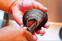 ببینید| غذای خیابانی در ژاپن؛ تهیه سوشی و ساشیمی با صدف دو کفه ای قرمز در توکیو