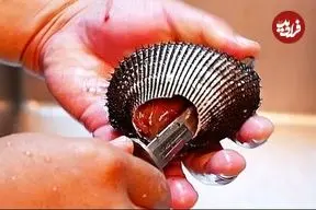 ببینید| غذای خیابانی در ژاپن؛ تهیه سوشی و ساشیمی با صدف دو کفه ای قرمز در توکیو