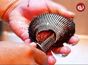 ببینید| غذای خیابانی در ژاپن؛ تهیه سوشی و ساشیمی با صدف دو کفه ای قرمز در توکیو