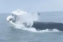 (ویدئو) نهنگ غول‌پیکر قایق ماهیگیری را واژگون کرد