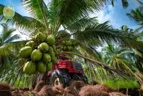 ببینید| چگونه کشاورزان تایلندی هزاران تن نارگیل را برداشت می کنند؟