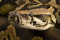 برخورد نزدیک با مار پیتون غول‌پیکر؛ ثبت لحظه‌ای استثنایی در حیات‌وحش