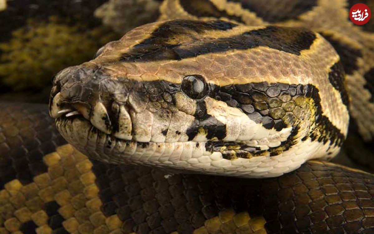 برخورد نزدیک با مار پیتون غولپیکر؛ ثبت لحظهای استثنایی در حیاتوحش